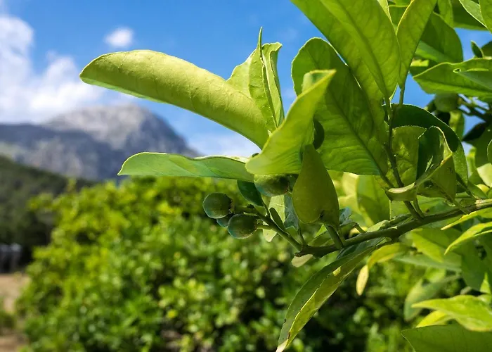 La Plana * Pollença